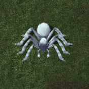 Snowy Frost Spider