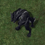 Black Tsuki Wolf