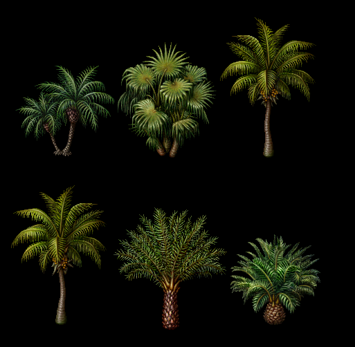 Palm Trees