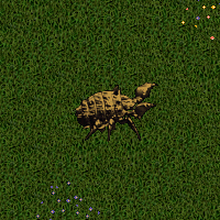 Bronze Iron Beetle