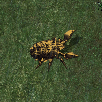 Bronze Iron Beetle