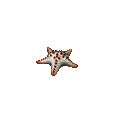 Chocolate Chip Seastar