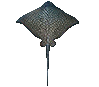 Eagle Ray