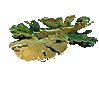 Elkhorn Coral