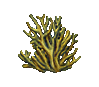 Fire Coral