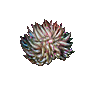 Giant Anemone