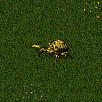 Gold Iron Beetle