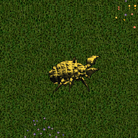 Gold Iron Beetle