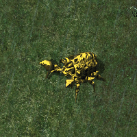 Gold Iron Beetle