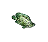 Humpback Grouper