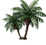 Palm Tree