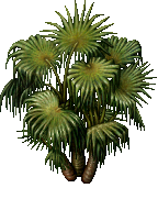 Palm Tree