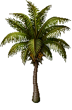 Palm Tree