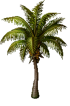 Palm Tree