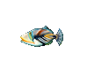 Picasso Triggerfish