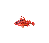 Scorpionfish