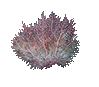 Sea Fan