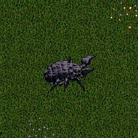 Shadow Iron Beetle