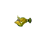 Spectacled Filefish