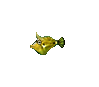 Speckled Filefish