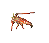 Spiny Lobster