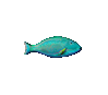 Spotted Parrotfish