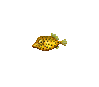 Yellow Boxfish